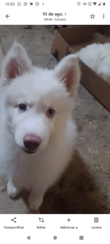 Husky siberiano fêmea...