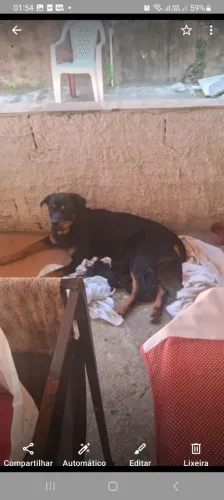 Vende se filhotes de rottwaller