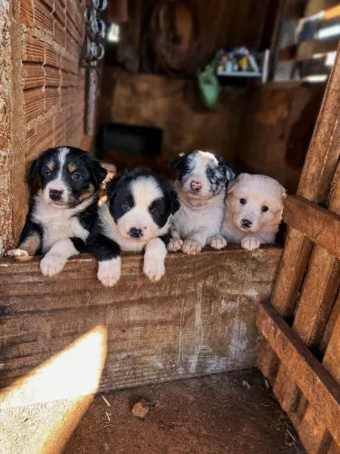 Vende-se filhotes de Border Collie puros