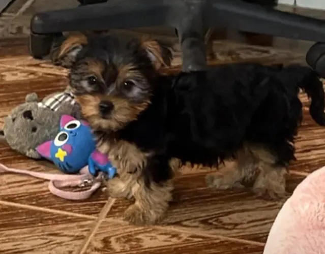 Filhote Yorkshire Fêmea 2 meses e meio com pedigree certificado