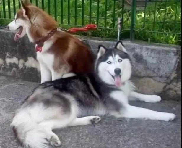 Vendo um casal de husky siberiano