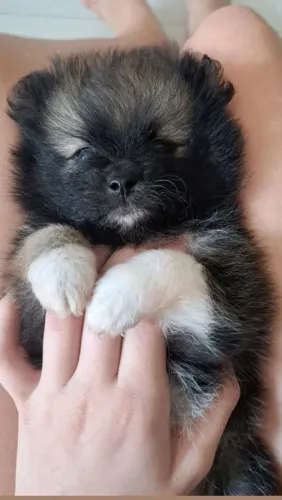 FILHOTES DE LULU DA POMERÂNIA