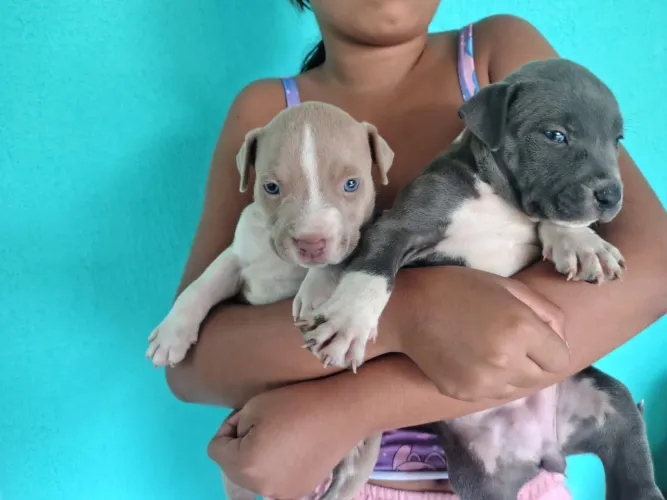 ? FILHOTES DE AMERICAN BULLY À VENDA ?