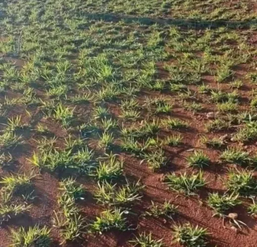 7500 Metros de Grama Batatais Para Obras e Condomínios