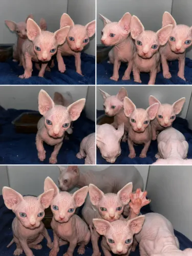 Filhotes de gato Sphynxs  