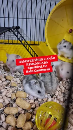 Hamster  anao sirio gerbil rato twister **LEIA DESCRIÇÃO ABAIXOOOOO*****