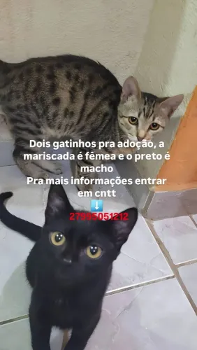 Gatinhos pra adoção