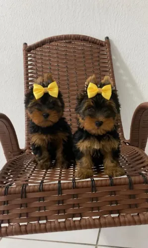 Yorkshire terrier femea