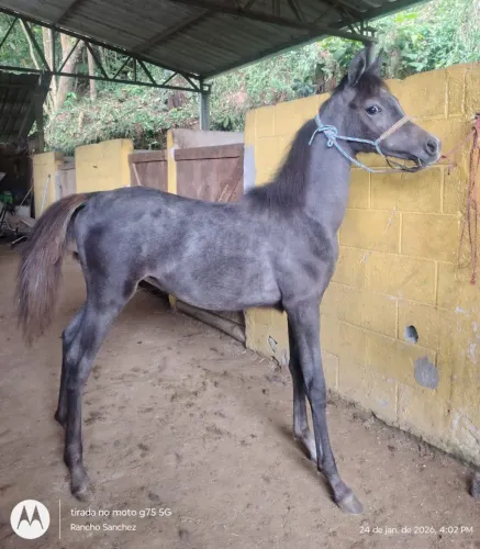 Potro puro sangue, barato!!!