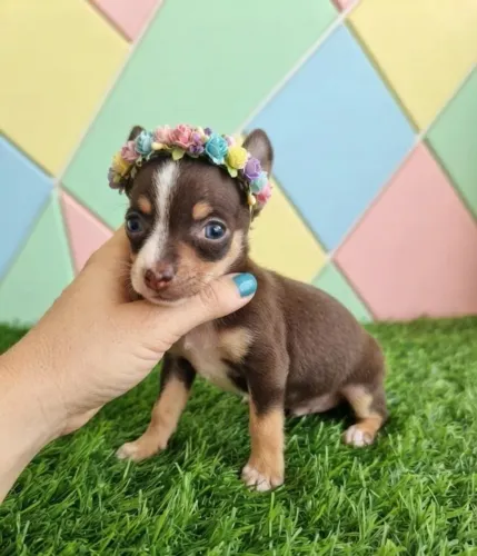 Pinscher doce e delicada