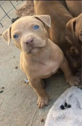Filhotes de pitbull