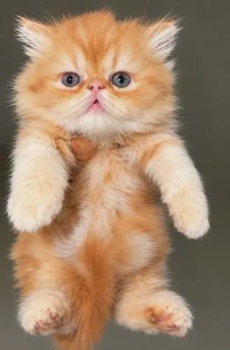 Filhotes de gato persa 