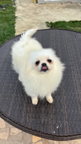 Spitz Alemão/Lulu da Pomerania macho 6 meses