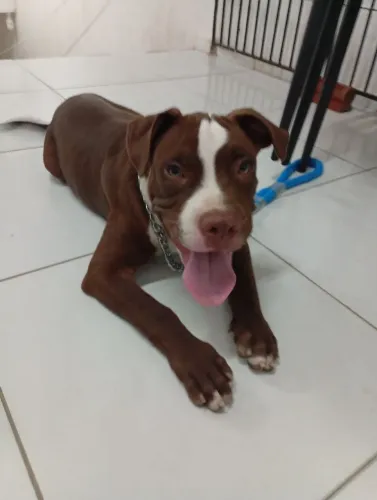 Vendo filhote de Pitbull Monsters 4 meses com todas vacinas e vermifulgado