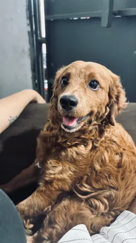 Procuro uma cachorrinha para o meu cachorro