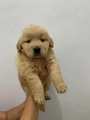 Filhote Golden Retriever, Dê um lar para um filhote e ganhe um amigo fiel para sempre!