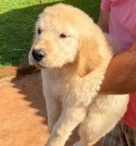 Golden O pet que faltava na sua rotina