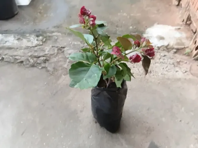 Vendo uma Linda Muda de Primavera Vermelha (40cm) - Beleza e Proteção para a sua Casa!