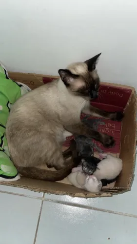 Doando gatinhos filhote