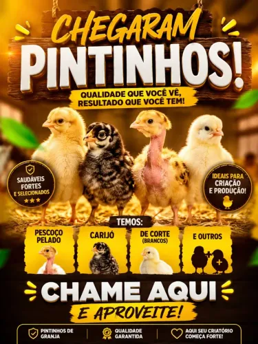 Pintinhos de granja
