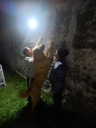 cachorro da raça: alabai