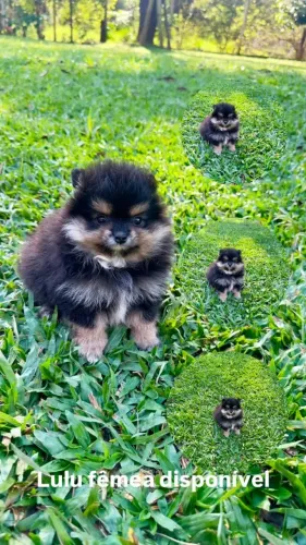 Filhote fêmea de Lulu da pomerania 