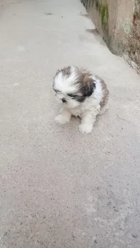 Shitzu machinho 