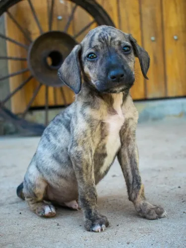 Filhotes de cachorro para adoção 