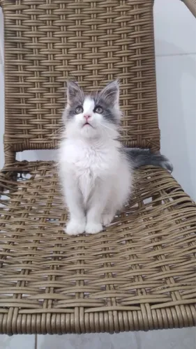 Filhote maine coon