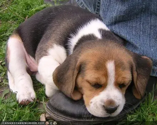 Beagle Porte imponente, companheirismo verdadeiro