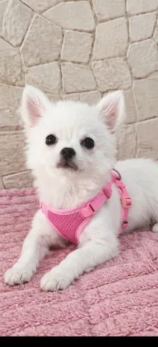 Bela fêmea de chihuahua com pedigree cbkc
