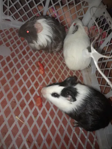 Vendo porquinhos da Índia