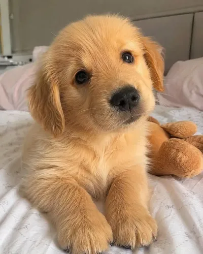 Golden Garanta o seu filhote hoje e agora