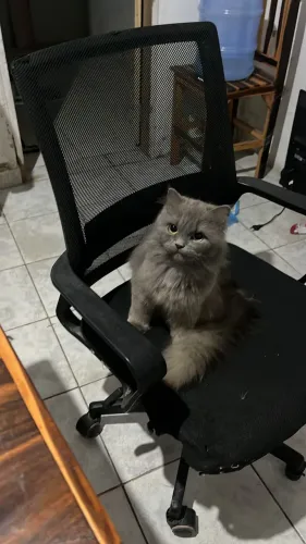Gato persa fêmea