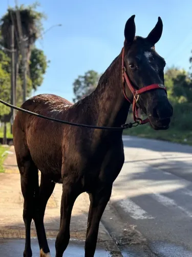 Egua preta Registrada