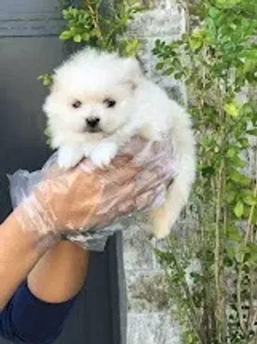 Spitz Alemão anões (tamanho adulto 20 a 22cm), top padrão da raça!