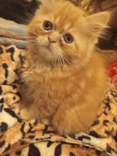 Gato persa filhote