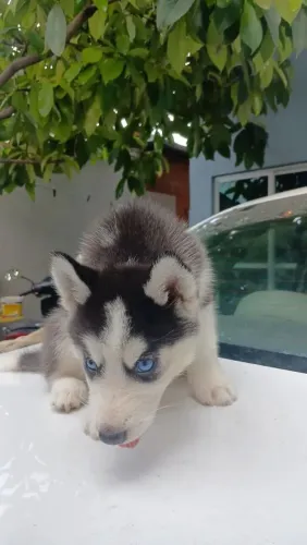 Husky Aproveite para garantir o seu pet e ser feliz