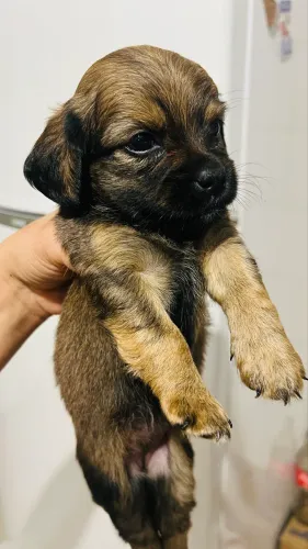Cachorro