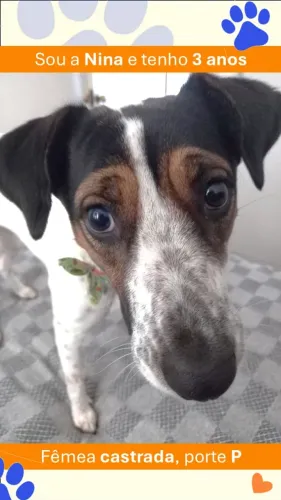 DOAÇÃO DE PET: NINA, SRD 3 ANOS, PRECISA DE UM NOVO LAR