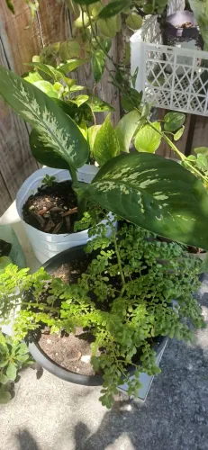 Plantas 