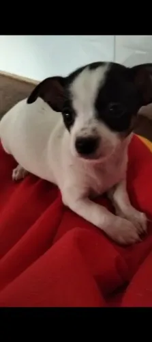 Pinscher fêmea zero