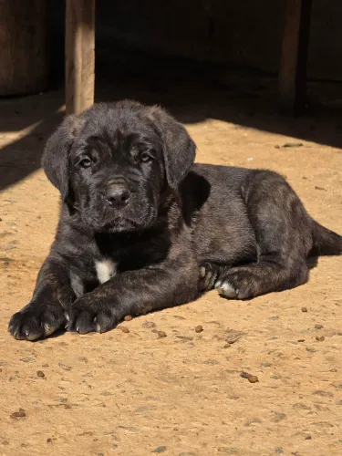 Último Filhote DE CANE CORSO ITALIANO 