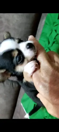 Chihuhua macho