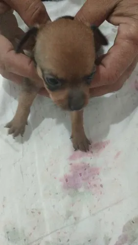 Pinscher 0 com 1