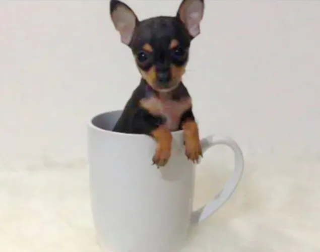 PINSCHER ZERO 00 DE BOLSA ( Aceito Cartão )
