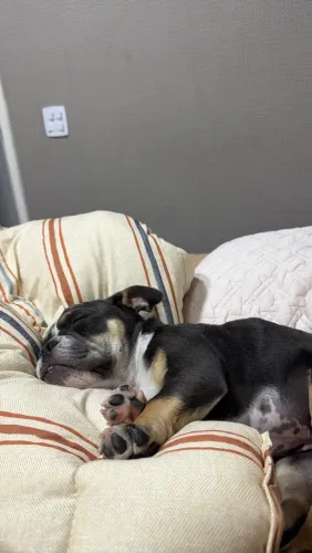 Cachorrinho buldogue inglês 4 meses - vacinado- microchipado