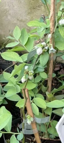 Muda de mirtilo clima quente florindo