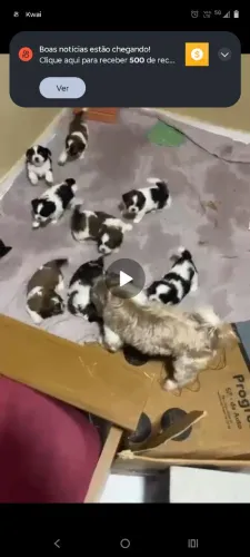Filhotes de Shitzu macho
