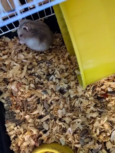Hamster fêmea